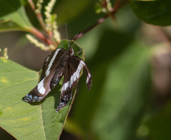 Limenitis arthemis arthemis