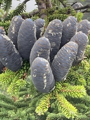 Abies mariesii