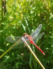 Sympetrum internum
