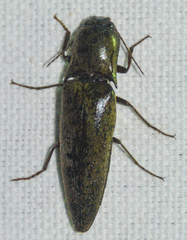 Orthostethus infuscatus
