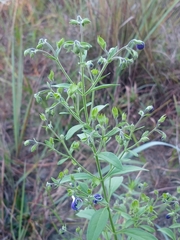 Trichostema dichotomum