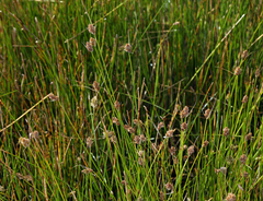 Carex athrostachya