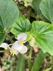 Begonia hirtella