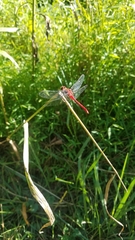 Sympetrum internum