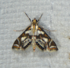 Chrysendeton medicinalis