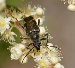 Toxoleptura vexatrix