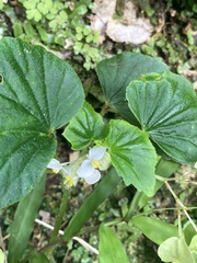 Begonia hirtella