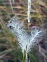 Andropogon ternarius