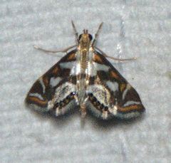 Chrysendeton medicinalis
