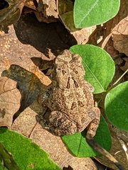 Anaxyrus fowleri