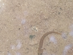 Actinopterygii