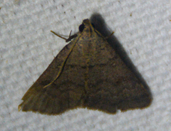 Bleptina caradrinalis