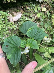 Begonia hirtella