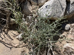 Scutellaria mexicana
