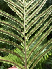 Blechnum orientale