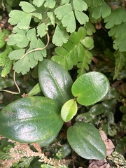 Peperomia leptostachya