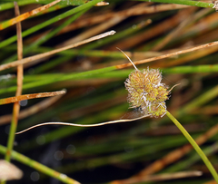 Carex athrostachya