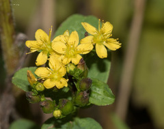 Hypericum punctatum