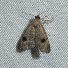 Abablemma brimleyana