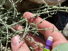 Scutellaria mexicana