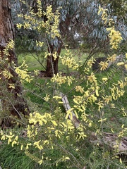 Acacia oxycedrus