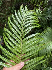 Blechnum orientale