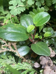Peperomia leptostachya
