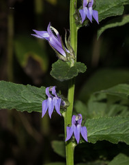 Lobelia puberula