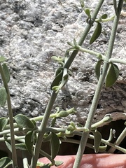 Scutellaria mexicana