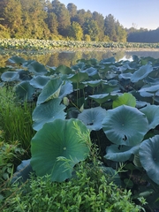 Nelumbo lutea