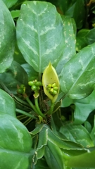 Aglaonema commutatum
