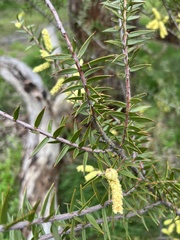 Acacia oxycedrus