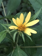 Helianthus decapetalus