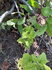 Chenopodiastrum simplex