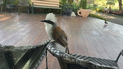 Garrulax leucolophus