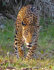 Panthera onca