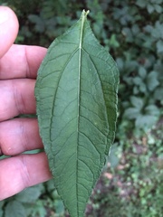 Helianthus decapetalus