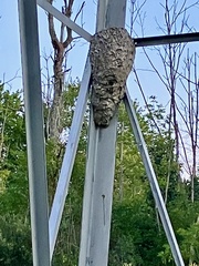 Dolichovespula maculata