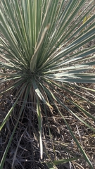 Yucca glauca