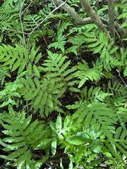 Woodwardia areolata