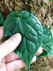 Piper hederaceum