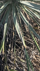 Yucca glauca