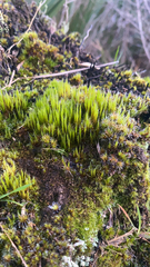 Campylopus introflexus