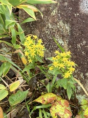 Solidago virgaurea asiatica