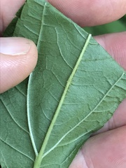 Helianthus decapetalus
