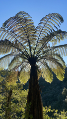 Cyathea medullaris
