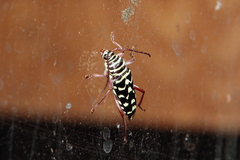 Placosternus difficilis