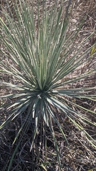 Yucca glauca