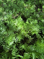 Woodwardia areolata