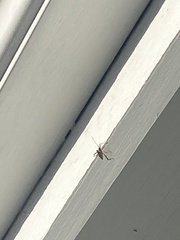 Leptoglossus occidentalis